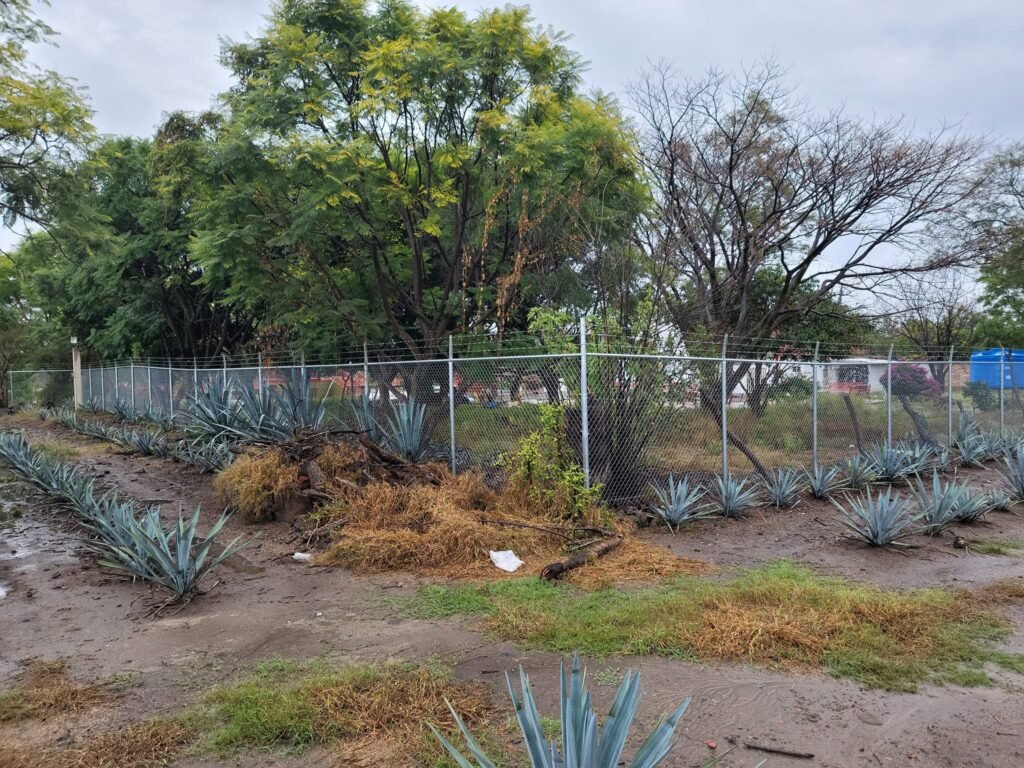 Cerca de malla con alambre de púas en plantación de agave, Ocotlán.
