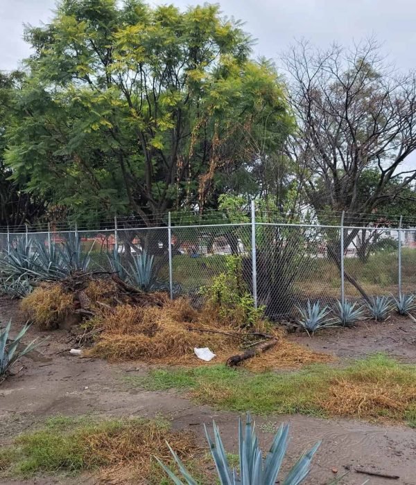 Cerca de malla con alambre de púas en plantación de agave, Ocotlán.